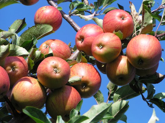 Obst-Werkerei bei der Tafelrunde im "The Newport"