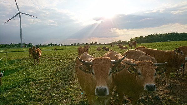 Solidarisches COW Sharing nördlich von Lübeck: Infoveranstaltung