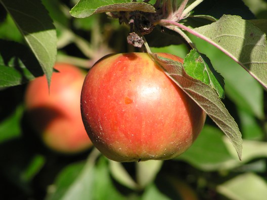 3. Hanse-Obst Apfeltag
