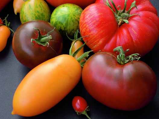 Besuch im Tomatenparadies „Garten Ehler“