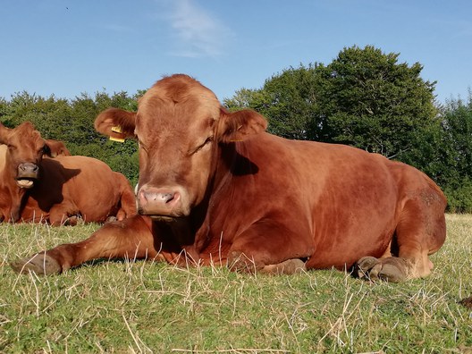 Schon mal mit einer Kuh gekuschelt? Besuch bei Erik Kolmorgen in Arfrade.