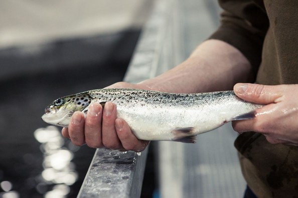 Danish Salmon - der Lachs vom Land
