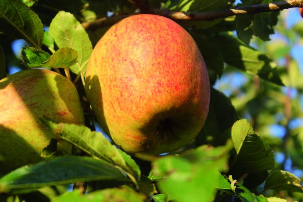 Finkenwerder Herbstprinz für alle! - Terra Madre Tag