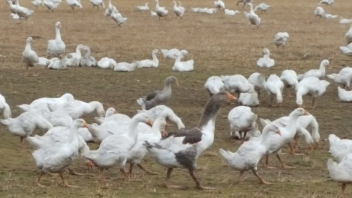 Abgesagt: Gans anders - aber nun bestellen!