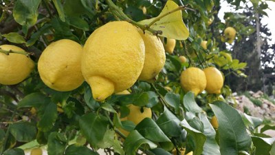 Gemeinsam Fermentieren: Salzzitronen selber machen