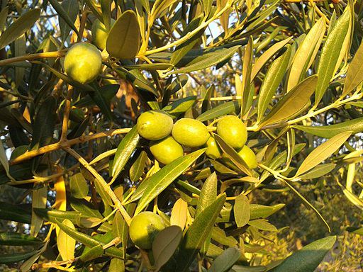 Olivenölverkostung