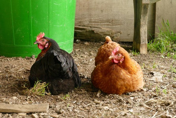 Ostern – ein Fest des Lebens – mit Eiern von Zweinutzunghühnern - ist abgesagt