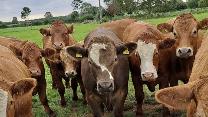 Führung zum Thema artgerechte Tierhaltung auf der Domäne Fredeburg