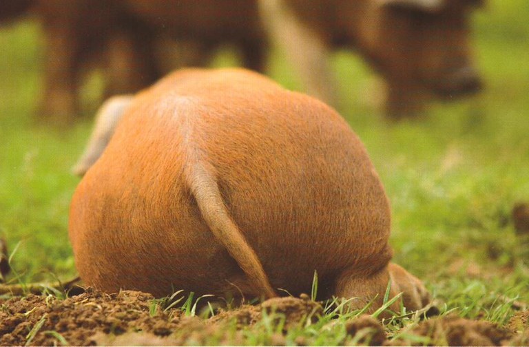 schweineglück.jpeg schweineglück.jpeg