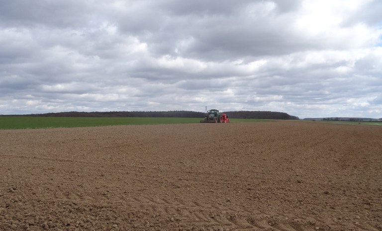 Aussaat Opferbaumer begrannte Landweizen