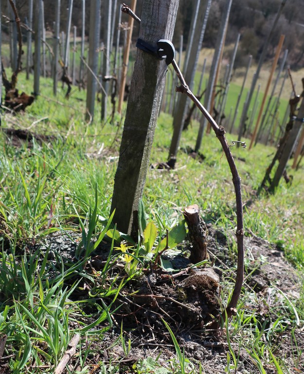 Grün im Weinberg