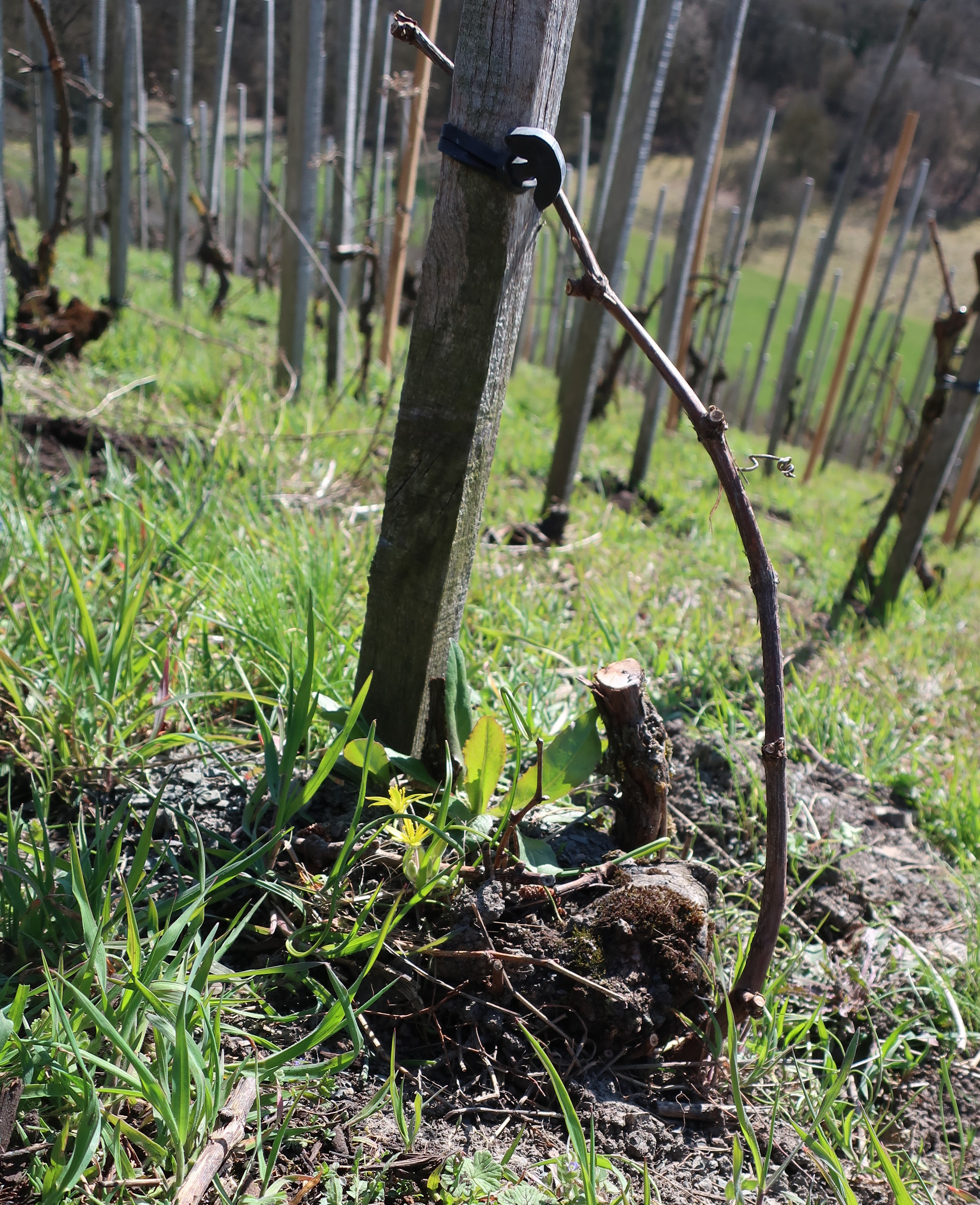 Grün im Weinberg