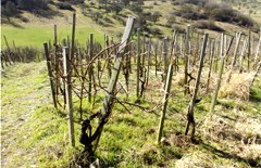 Chronik:  Pfahlweinberg Ickelheimer Schlossberg