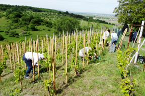 aktionen_2014-cv_akt_pfahlweinberg_3.jpg