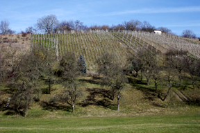 aktionen_2014-ickelheimer_schlossberg_1_2.jpg