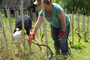 aktionen_2015-cv_aktuell_weinberg_1.jpg