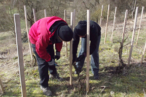 aktuelles-aktuelles_2015-cv_aktuell_pfahlweinberg_288.jpg