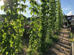 Der Hopfengarten in Bamberg - Eine Gärtnerei kehrt zum Hopfenanbau zurück