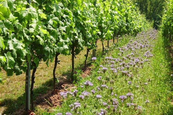 Esskastanie, Streuobstwiesen und Wein