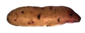 con_mfh_b288-bamberger_hoernla_schmal.png con_mfh_b288-bamberger_hoernla_schmal.png
