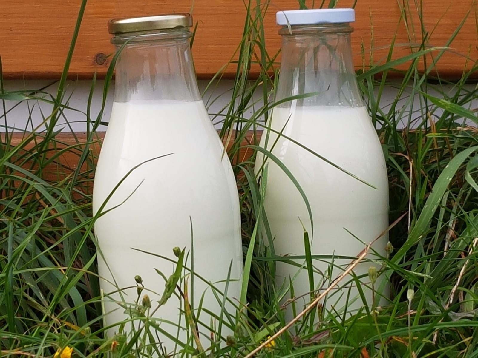 Milch aus frischer Herstellung