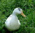 con_mr-ente2.jpg con_mr-ente2.jpg