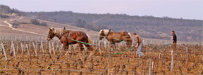 con_mr-100108_weinreihe04.jpg con_mr-100108_weinreihe04.jpg