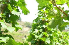 Mosel Hunsrück Eifel