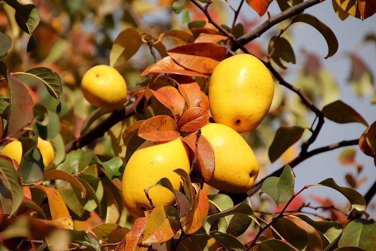 gaimard-quince-4632870.jpg