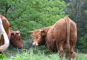 con_n_b288-content_rinder-weide2.jpg con_n_b288-content_rinder-weide2.jpg