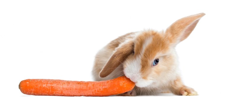 satin-mini-lop-kaninchen-das-eine-karotte-isst-lokalisiert-auf-weiss_191971-20976.webp