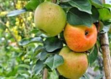 con_n_b288-apfel.jpg