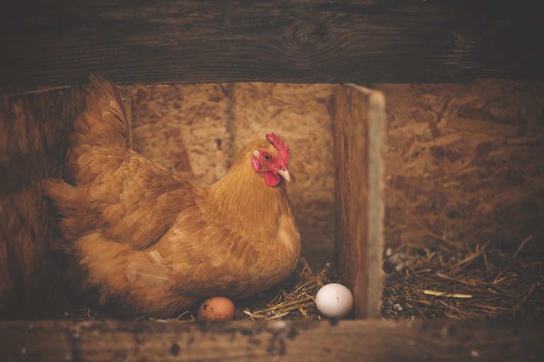 pexels-chicken-1867521.jpg