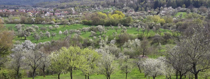 Streuobstwiesen-Schlemmerwanderung