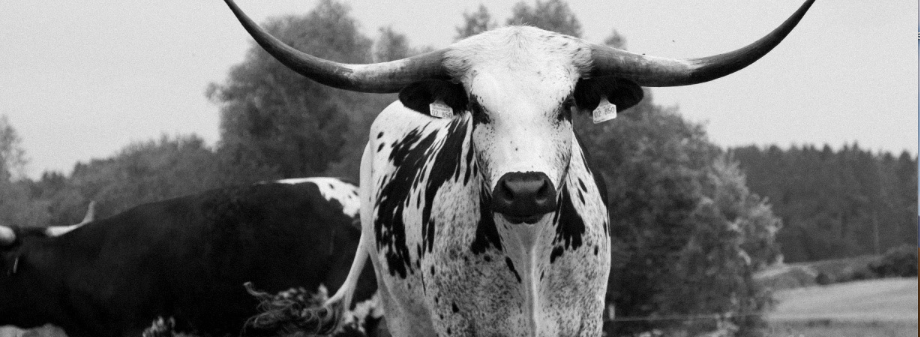 Cowboys gesucht: wer kommt mit zu den Texas Longhorns?