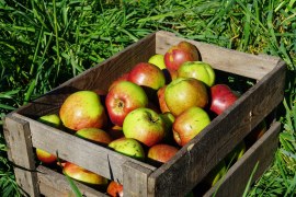 oldenburg-sow3.jpg
