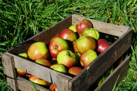 oldenburg-sow3.jpg