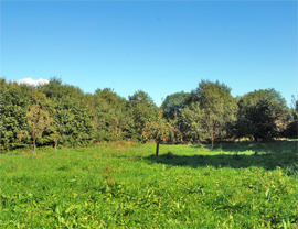 oldenburg-streuobstwiese.jpg