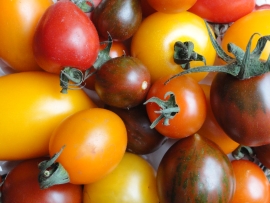 oldenburg-tomaten.jpg