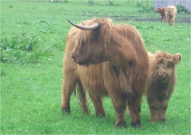oldenburg-1_highland.jpg oldenburg-1_highland.jpg