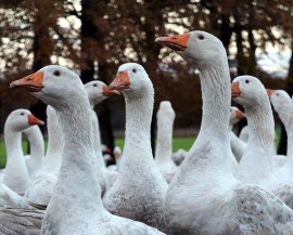 oldenburg-gans.jpg