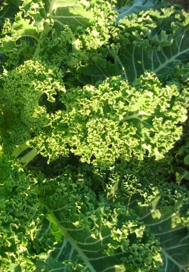 oldenburg-gruenkohl.jpg oldenburg-gruenkohl.jpg
