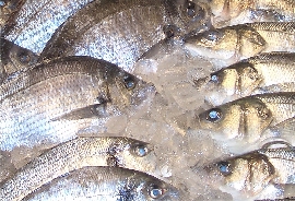 oldenburg-fische.jpg oldenburg-fische.jpg