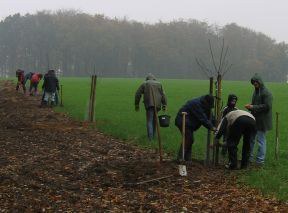 Kirschbaumpflanzaktion 2006