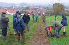 Kirschbäume werden gepflanzt