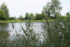 aktuelles-aktuelles_2014-karpfenteich_288_kh.jpg aktuelles-aktuelles_2014-karpfenteich_288_kh.jpg