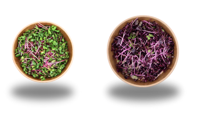 Besuch bei Nuffzus Vertical Farm mit Verkostung