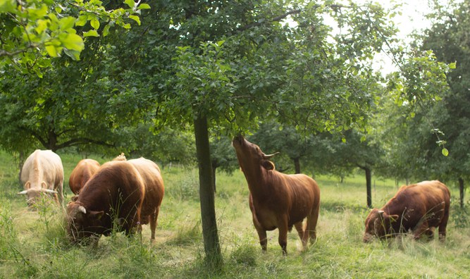 Besuch des Biolandhofes Bannmühle