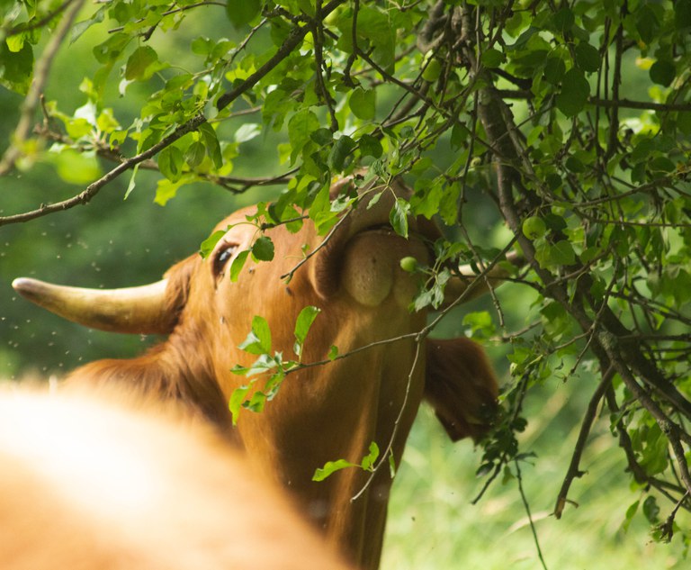 DeFAF von Bannmûhle-23.jpg DeFAF von Bannmûhle-23.jpg