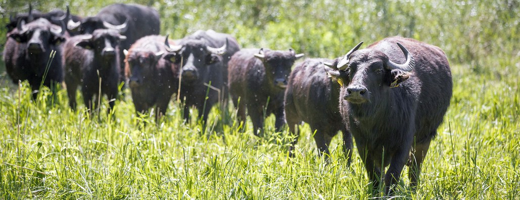 AUSGEBUCHT!  Wir feiern 30 Jahre Slow Food Deutschland mit einer Weidewanderung (CV Potsdam)